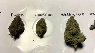 Romscotti Purpz Larry OG Wedding Cake and Gazzurple. Romulan genetics Humboldt seed company Barneys