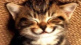 Hayvanlara Eziyet Edenler Ve Çocuk Cisi Popatlar Halka Teşhir Edilsin