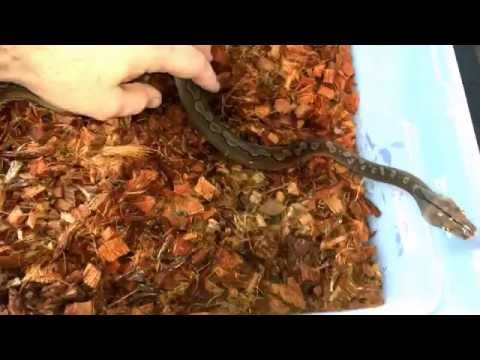 Reticulated Python Unboxing:  1.0 SD/Dwarf Motley Het Anery 66% Het Purple Albino
