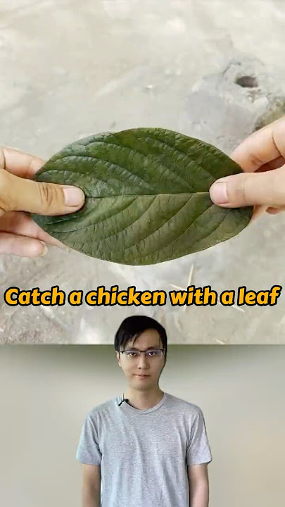 Tangkap Ayam dengan Daun #ayam #tangkapayam #warisanbudaya #pelajaribahasacina #kearifankuno