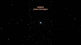 Muliphein, Gamma Canis Major   #space #shorts #universe #astronomy