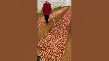 Cách người Trung Quốc Ương Củ Khoai Lang để lên mầm