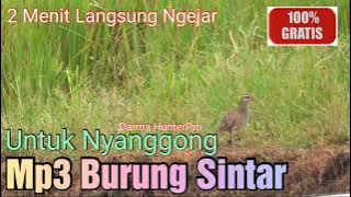 Suara Pikat Burung Sintar Paling Bersih Dan Nyaring Cocok Untuk Sanggong