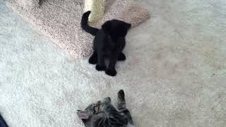 Kitten Wrestling Match