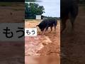 [北の疲れ知らず]夢中な犬発見!チャンネル登録お願いしますm(_ _)m