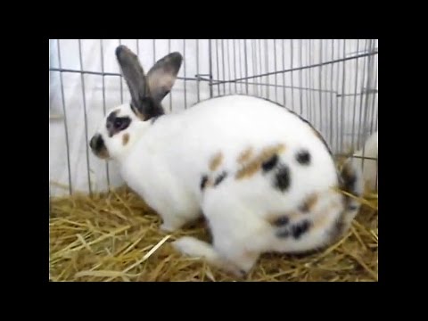 Video: Smoke Pearl Rabbit