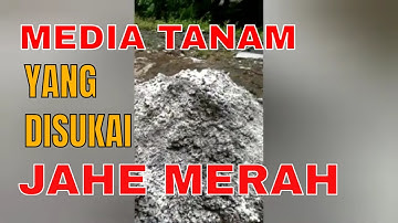 media tanam jahe merah dalam polybag agar cepat tumbuh