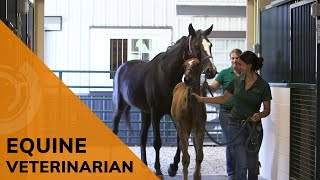 Equine Veterinarian | Future Jobs l Explore a Career as a Horse Doctor