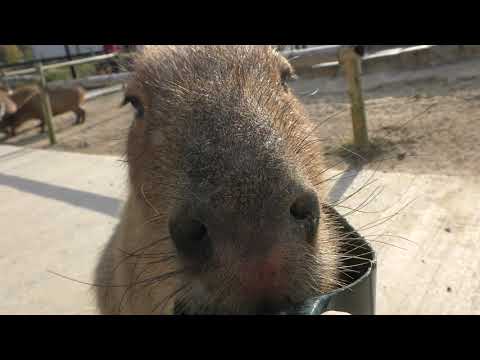 カピバラページ Capybara (Sakai Green Museum Harvest Hill, Osaka, Japan) March 14