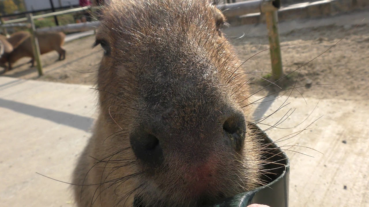 Capybara (Sakai Green Museum Harvest Hill, Osaka, Japan) March 14