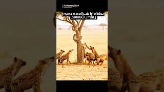 Hyena க்களிடம் சிக்கிய மலைப்பாம்பு/Python Attack by Hyenas #shortsfeed #wildanimals #hyenaattack #ai