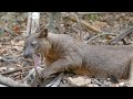 Фосса, львица Мадагаскара