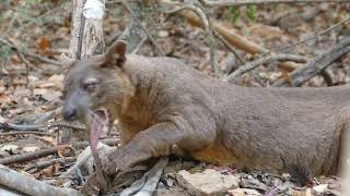 Фосса, Львица Мадагаскара