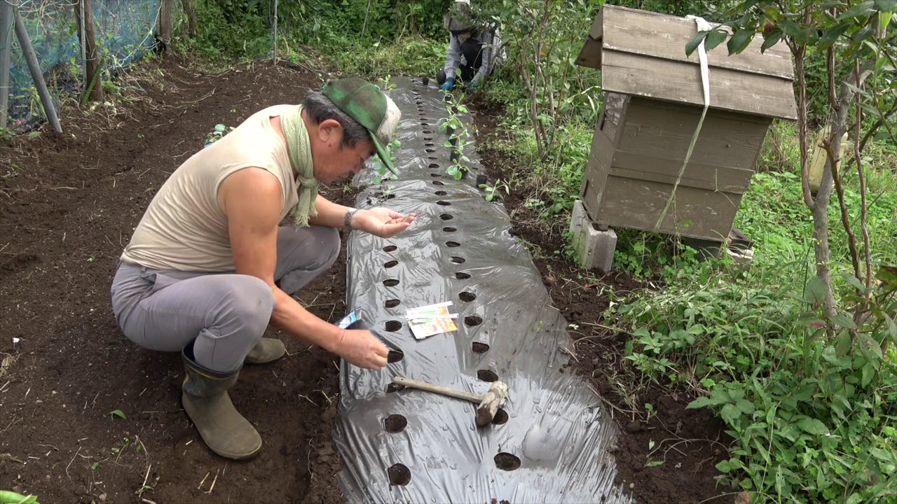 菜園だより200921大根とカブ種まき・苗植え - YouTube