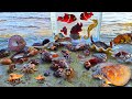 Menemukan keong kelomang siput ikan warna warni di laut kuda laut ikan hiu ikan laut penyu