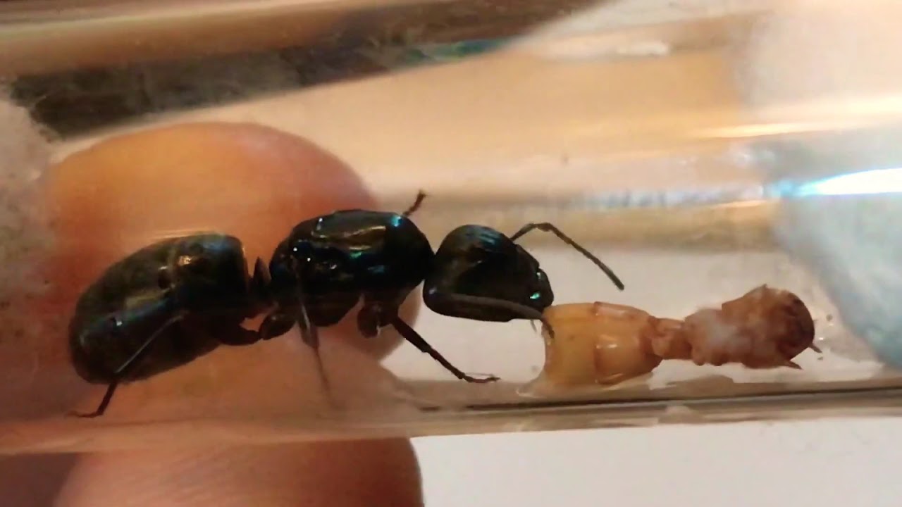 camponotus pennsylvanicus queen ant having a feast on a mealworm YouTube