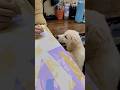 kela khaunga #trending #short #shortvideo #song #shorts #viral #viralvideo #pets #puppy #petlover