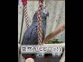 【ヨウムのレオ君】突然の「ピピーーッ！」 #ヨウム #インコ #parrot