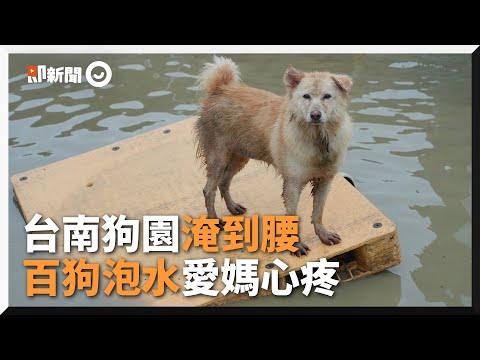 台南狗園淹水！上百隻狗狗泡水裡 愛媽哽咽：心很難過｜豪雨｜淹水｜黃媽媽狗園