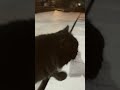 Kucing like = umur 1 +