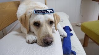 きなこのワッペン