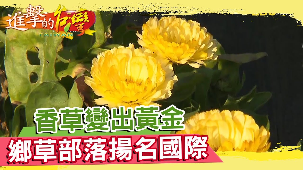 香草變出黃金 原住民鄉草部落 揚名國際《進擊的台灣》第023集