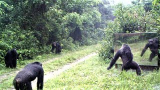 In A Storm, Male Chimpanzees Are Frightened By Their Reflections In A Large Mirror