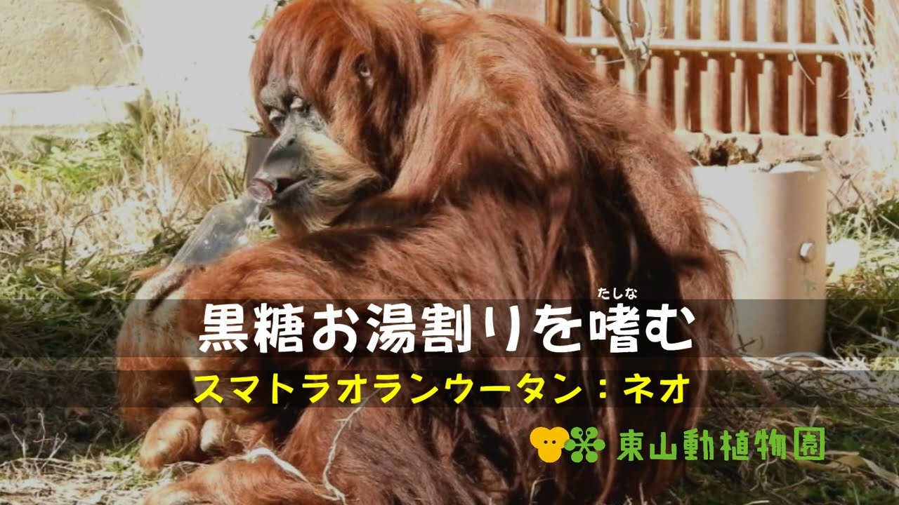 オランウータンさん専用 オラウータン