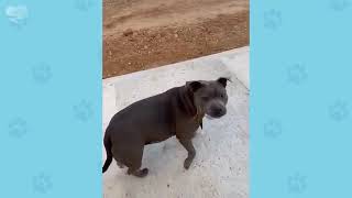 🐕 When your dog brings home a friend 🙈🤣Funniest Dog Ever!
