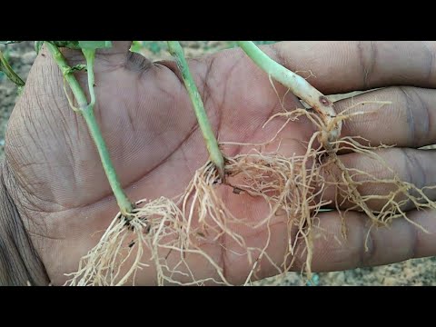 Video: Okra Cotton Root Rot Control - Omgaan met Texas-wortelrot in Okra-planten