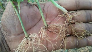 फसल में जड़ गलन बीमारी का उपचार Treatment of Root Rot Disease in Vegetable Crops