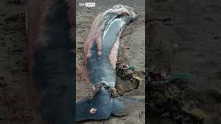 Why post-mortems are being done on porpoises