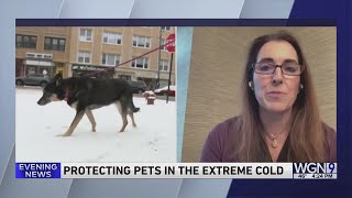 Protecting pets in the extreme cold