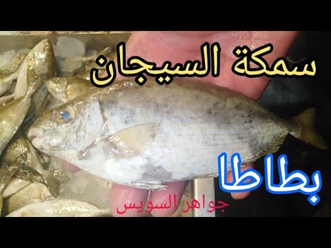معلومه في دقيقة سمكة السيجان البطاطا الصافي شفاء للعيان ولذيذة بس خلي بالك من شوكتها وبطنها