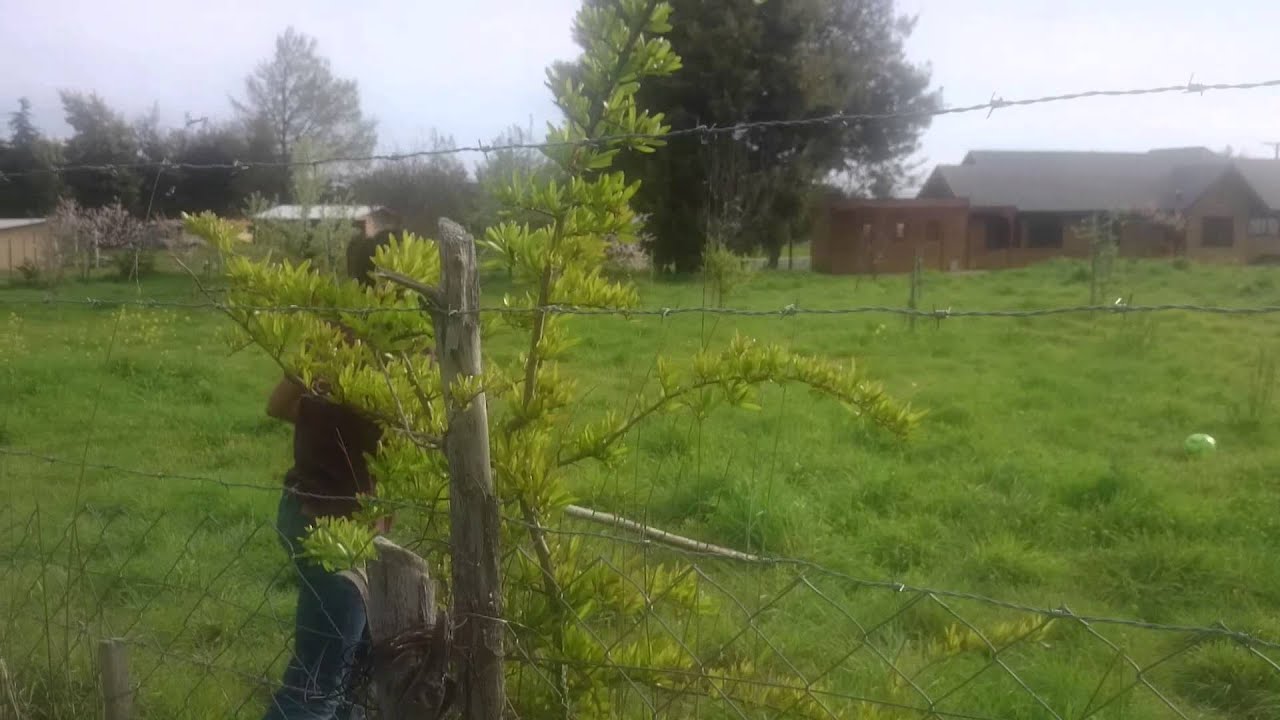 El ataque de los queltehue