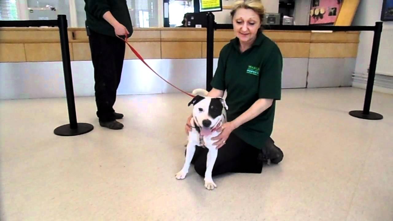 petco hours Maddy (2244) having cuddles