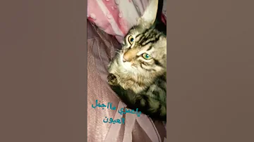 ايش هذه الحلاوة اغنية 