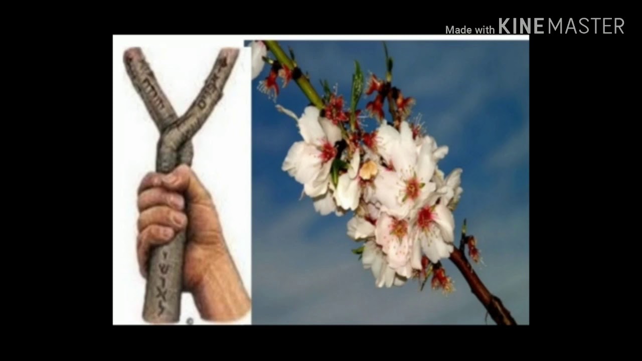 La Vara de Almendro Crecida - YouTube