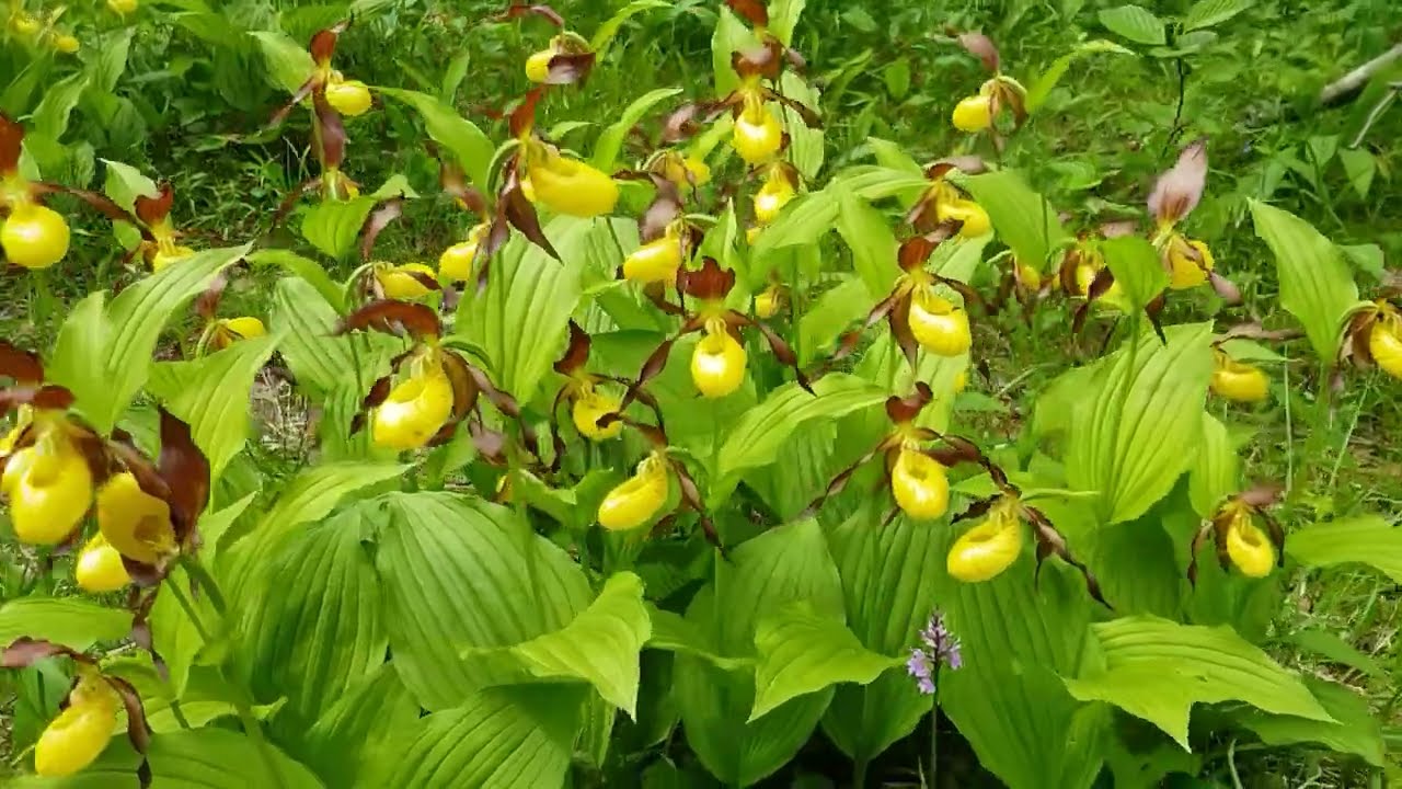 Cypripedium calceolus