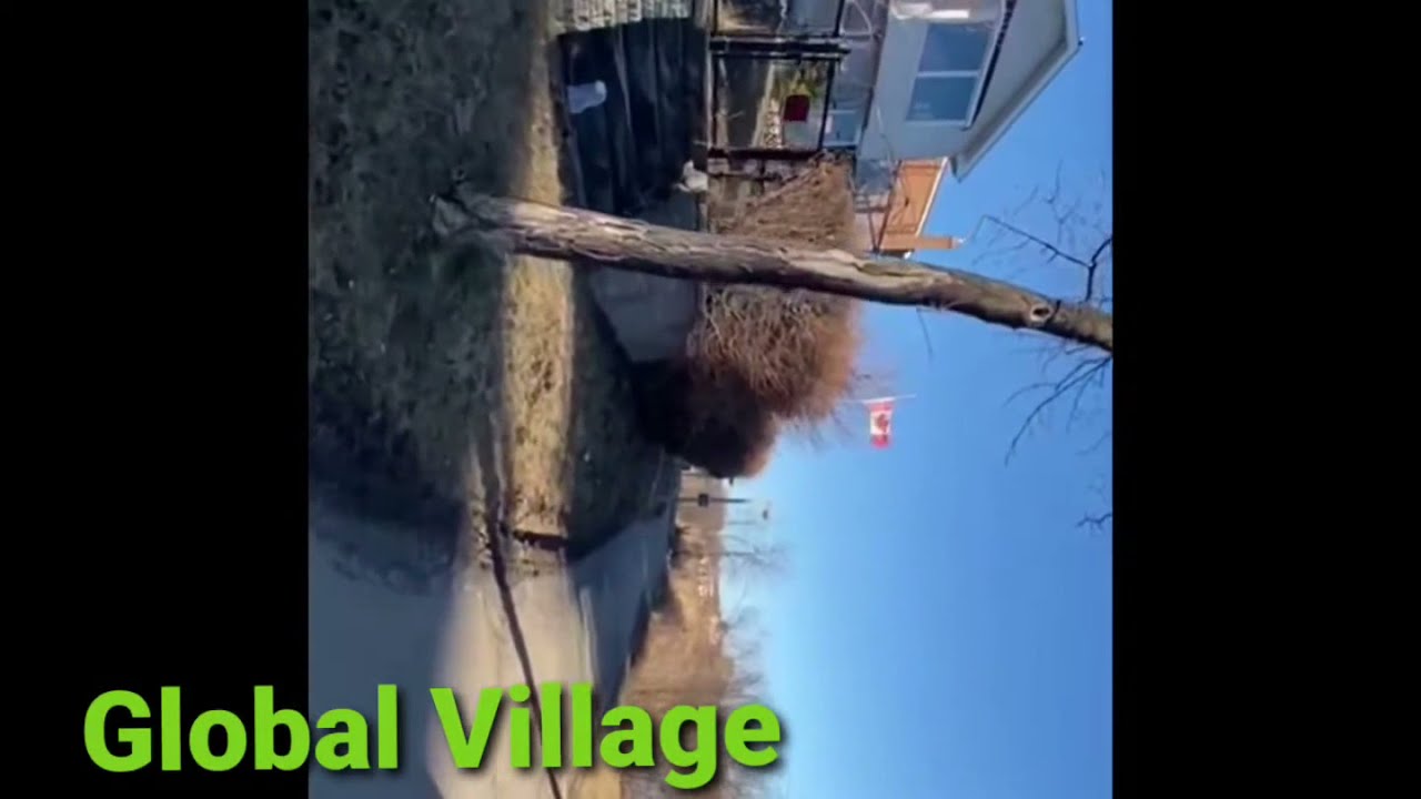 professor's lake view