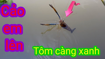 GO THE SHRIMP | CÂU TÔM LÀNG BÈ LÊN TOÀN TÔM CÀNG XANH KHỦNG | NGUYỄN ĐỢI |