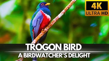 Trogon bird Marvels of Trogon Birds Exploring Nature's Palette, Bird Watcher