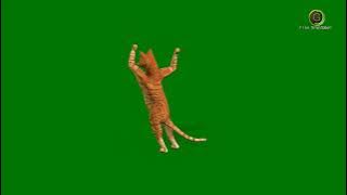 Cat Dancing Green Screen HD