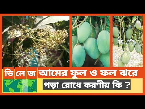 ভিডিও: আমের ফল কীভাবে বেছে নেওয়া যায়