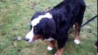 Steroid Responsive Meningitis Arteritis in young Bernese Mountain Dog -