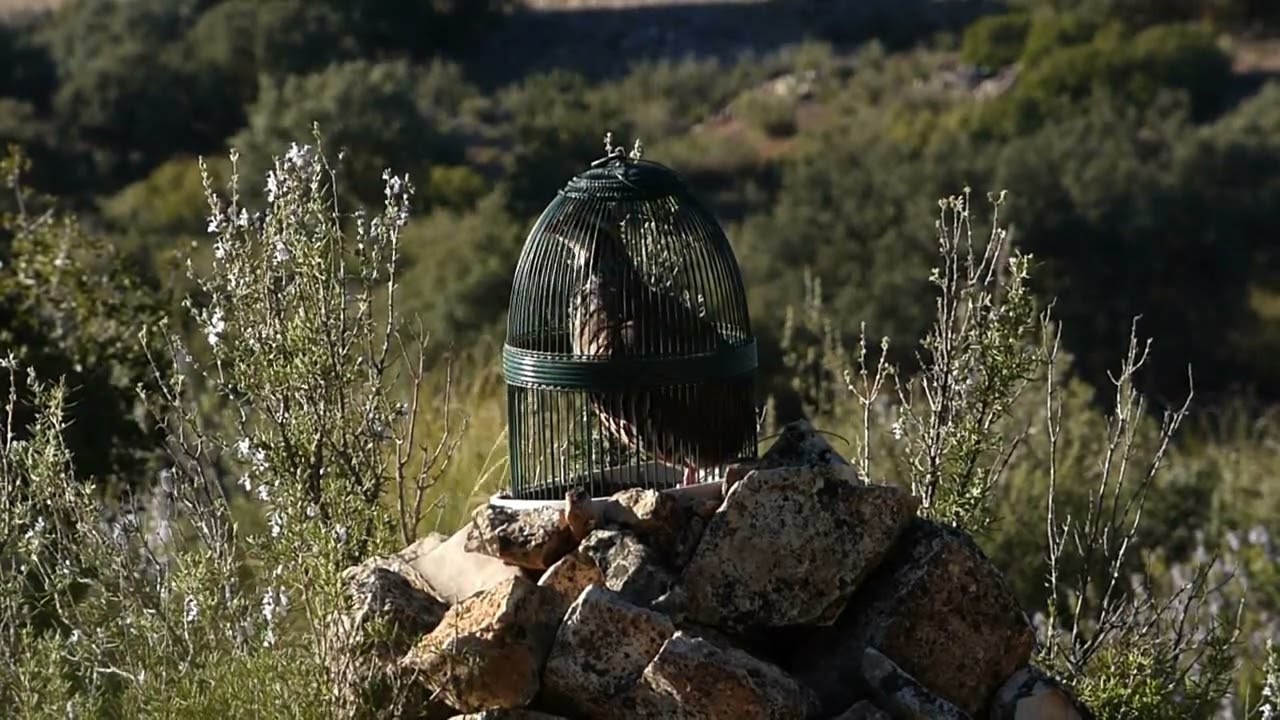 UNIVERSO  8 II 2022. Aguardo de La Cantera.