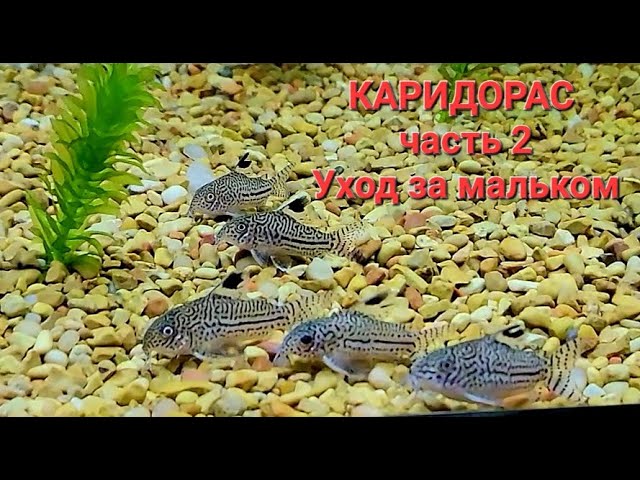 Размножение сомиков Коридорас Крапчатый сомик часть 2 малявочник. Уход кормление уборка аквариума