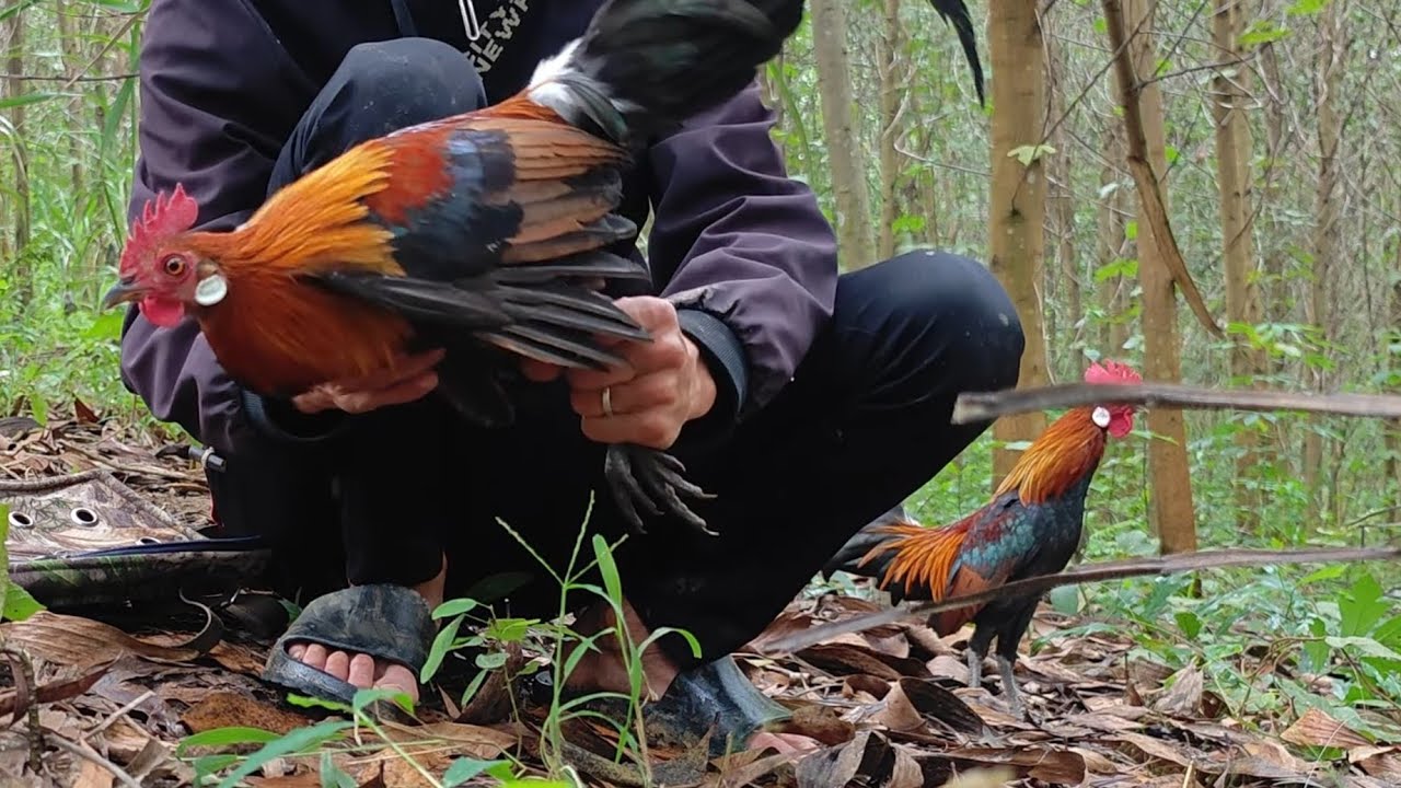 Bẫy gà rừng rặc tơ đầu mùa dính giò quá nhanh các bác ơi