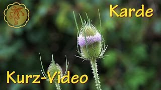 Heilpflanze: Karde - Kurz-Video