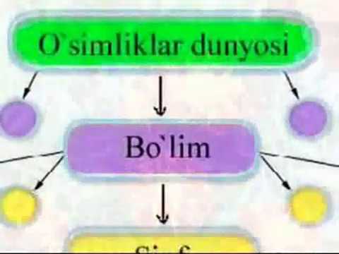 Video: O'simlik qatlamlari haqida ma'lumot - Qatlamlash orqali qanday o'simliklarni ko'paytirish mumkin